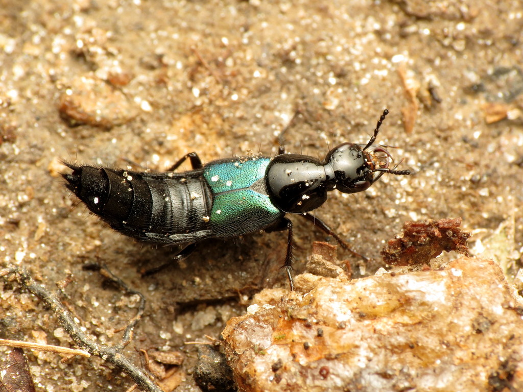 Blue-winged Rove Beetle