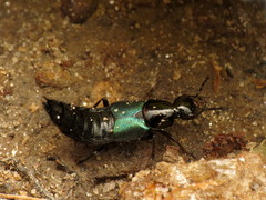 Philonthus caeruleipennis