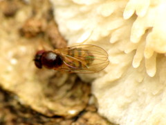 Mycodrosophila dimidiata