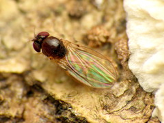 Mycodrosophila dimidiata