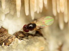Mycodrosophila dimidiata