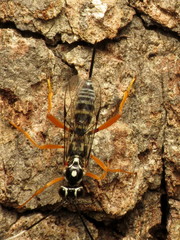 Cryptanura septentrionalis