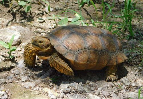 Goode’s Thornscrub Tortoise