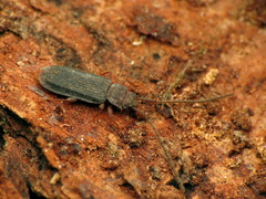 Uleiota dubia