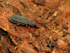 Uleiota dubia