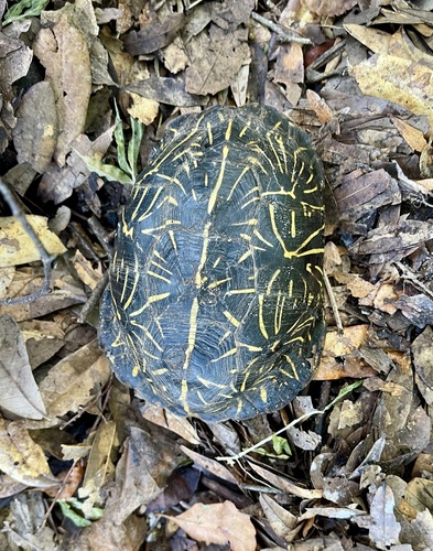 Terrapene carolina bauri