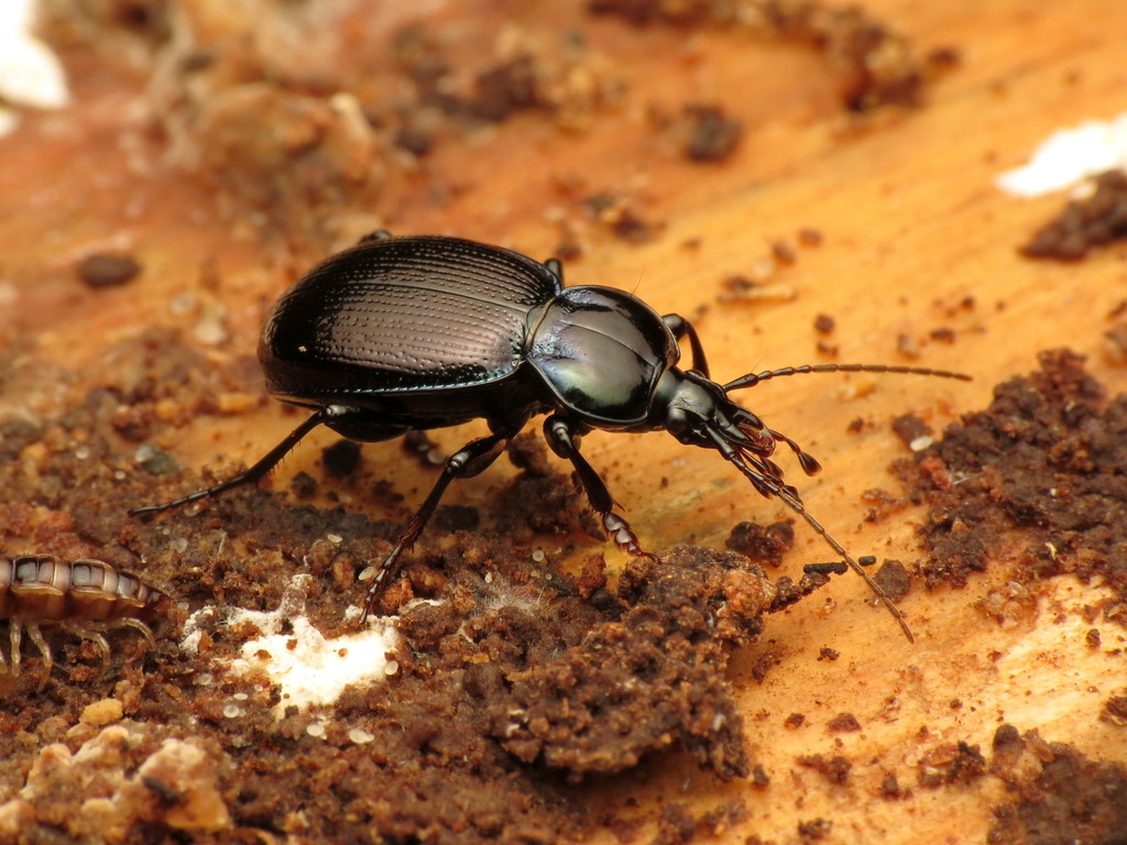 Small Snail-eating Ground Beetle