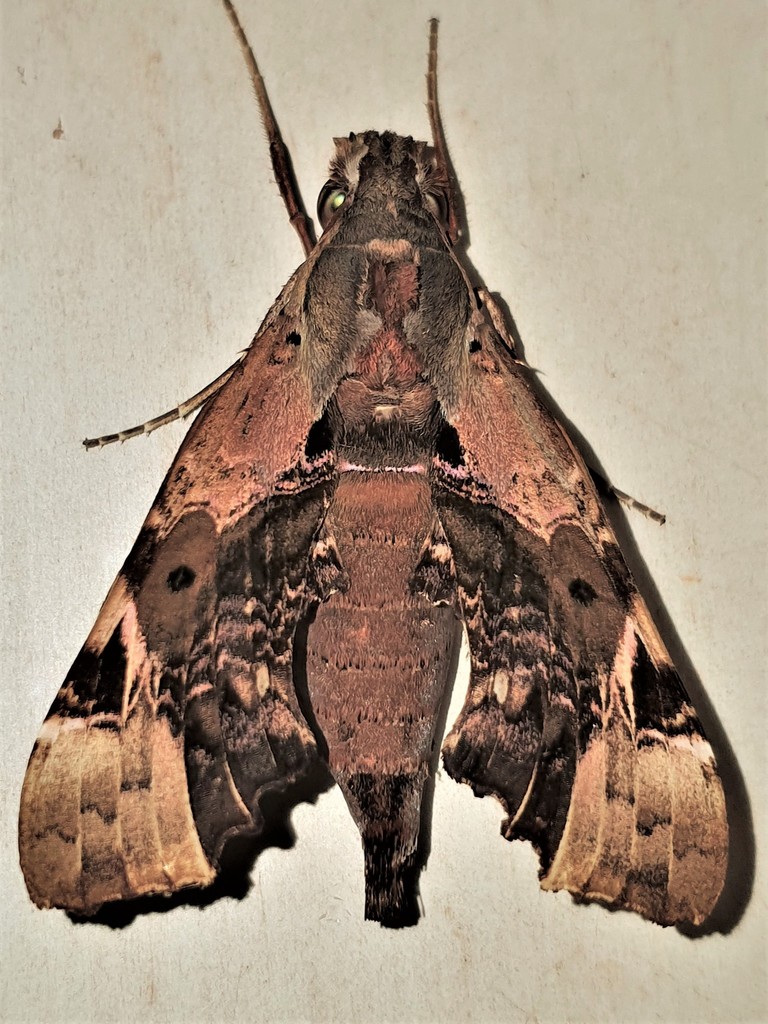 Unzela pronoe