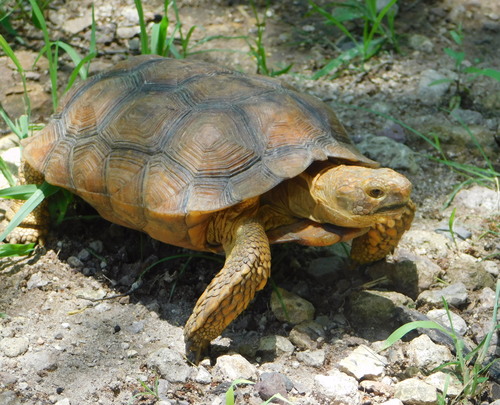 Goode’s Thornscrub Tortoise