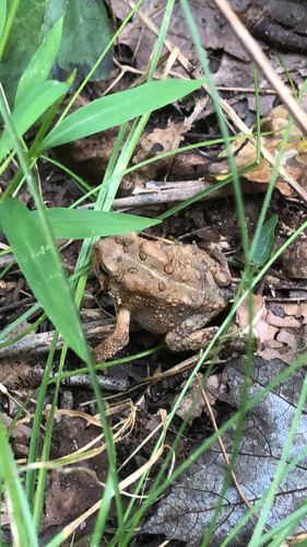 American Toad