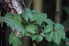 Tetrastigma obtectum glabrum