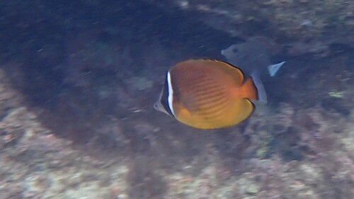 チョウチョウウオの写真