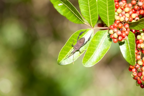 Citron Bug photo 6