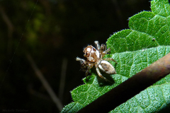 Chira gounellei
