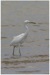 Egretta eulophotes