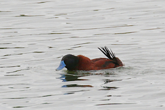 Oxyura ferruginea