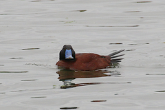 Oxyura ferruginea