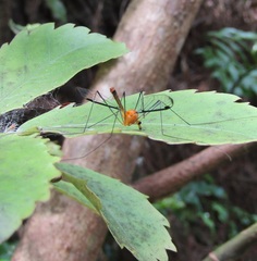 Aurotipula clara