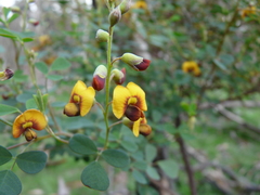 Goodia medicaginea