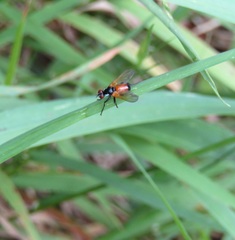 Huttonobesseria verecunda