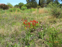 Erythrina zeyheri