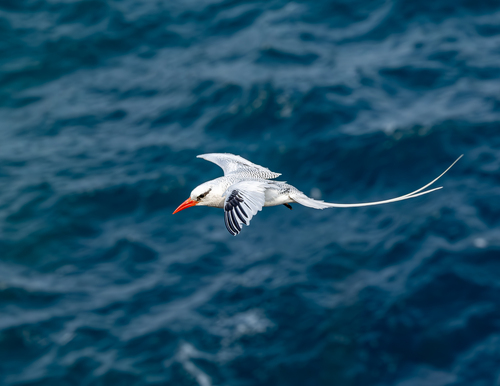 Red-billed Tropicbird
