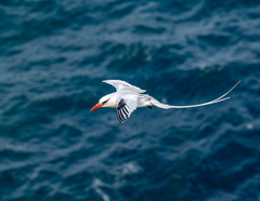 Red-billed Tropicbird