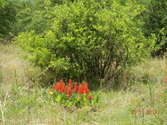 Erythrina zeyheri