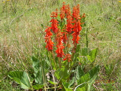 Erythrina zeyheri