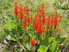 Erythrina zeyheri