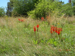 Erythrina zeyheri