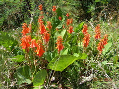 Erythrina zeyheri