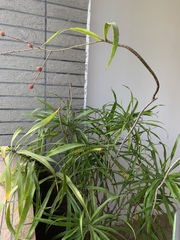 Dracaena angustifolia