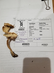 Hygrophorus sitchensis