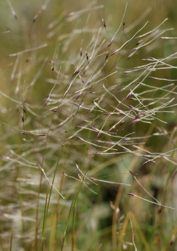 Stipa alpina iNat (2)