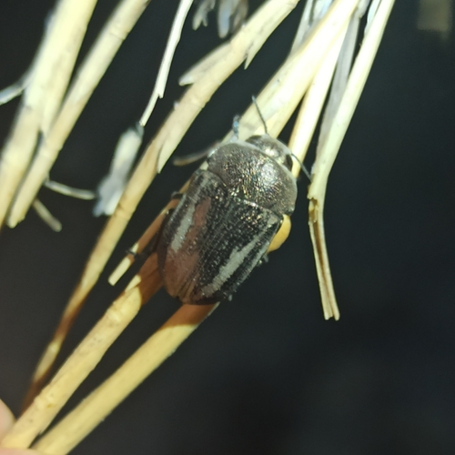 Cyphosoma lawsoniae