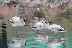 Phoenicopterus chilensis