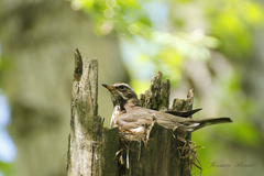 Turdus iliacus