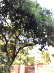 Gasteracantha geminata