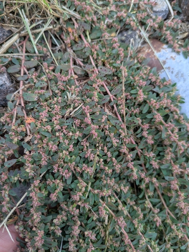 Spotted spurge