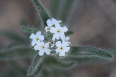 Cryptantha barbigera fergusoniae