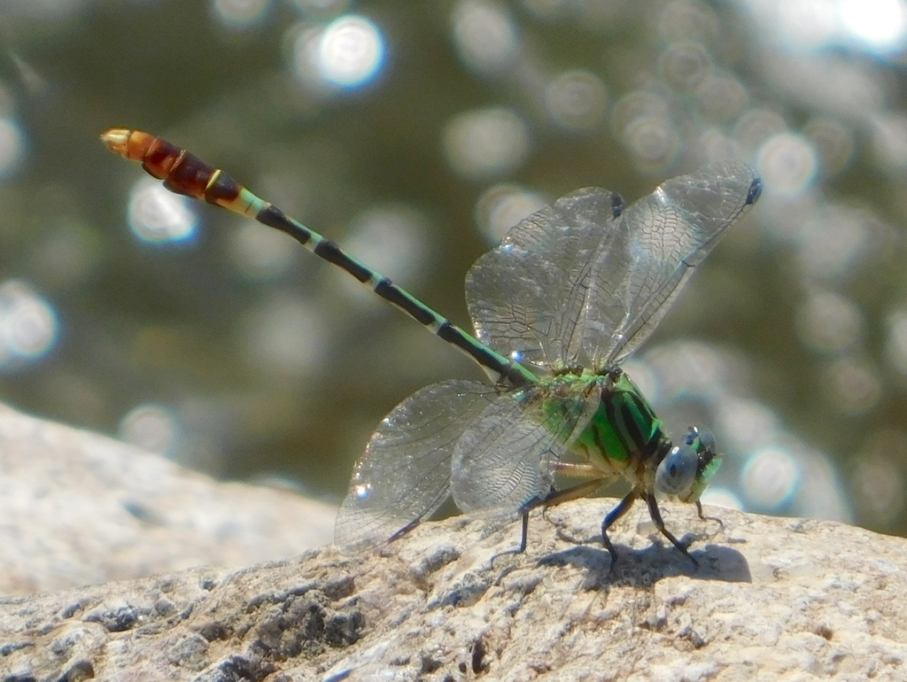 One-striped Ringtail