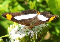 Adelpha iphicleola iphicleola