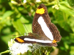 Adelpha iphicleola iphicleola