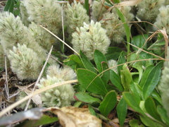 Ptilotus spathulatus