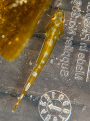 Kelp Clingfish photo 2