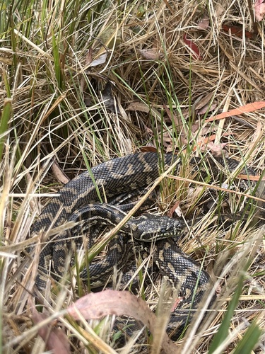 Coastal Carpet Python sighting