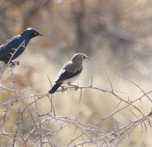 Wattled Starling (Creatophora cinerea), photo 9