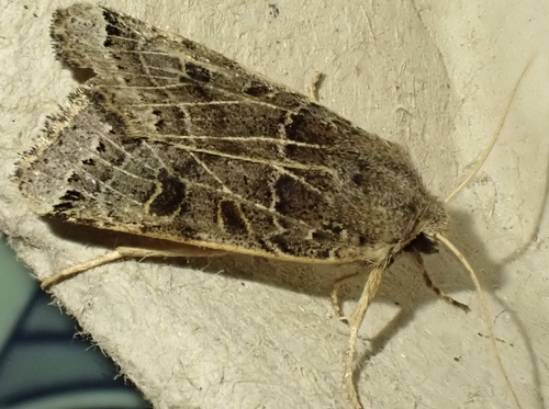 Lunar Underwing, Graafland, Groot-Ammers, South Holland, NL, photo 6 of 10
