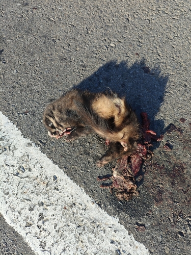 Western Polecat